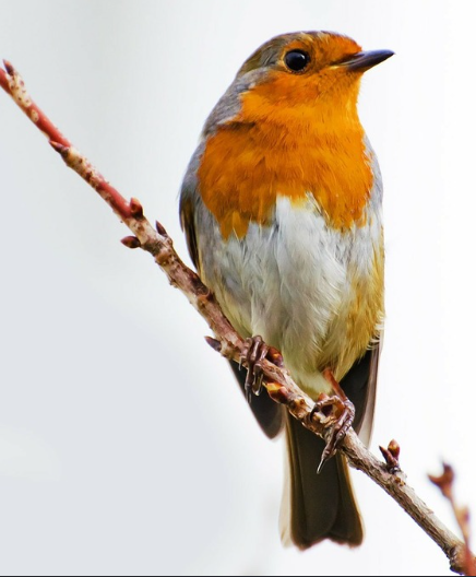 Wildlife photography reference photo of a fluffy European robin bird perched